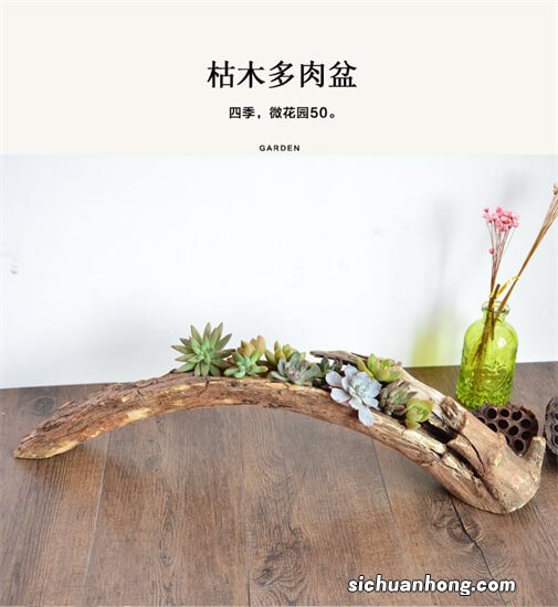 如果把一棵枯了的树种花盆里,然后在花盆里种上藤类植物往上爬,这样可以吗?