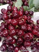 12月是车厘子的季节吗 12月是车厘子收获的时候吗