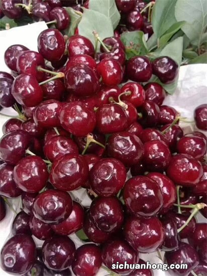 12月是车厘子的季节吗 12月是车厘子收获的时候吗