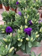 盆栽新宠，“无刺玫瑰”—洋桔梗