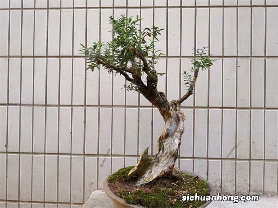 “佛系”盆景之【舍利干】盆景应该如何制作？