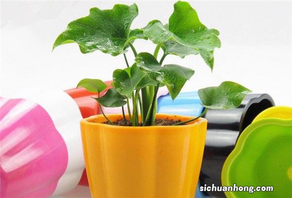 6种“吸臭花”，厕所一放，异味吸光，长的健壮，家人健康