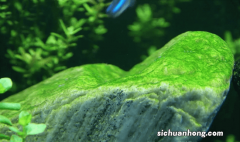 新买的鱼缸养水几天放鱼最合适？如何养水新买的鱼缸需不需要消毒