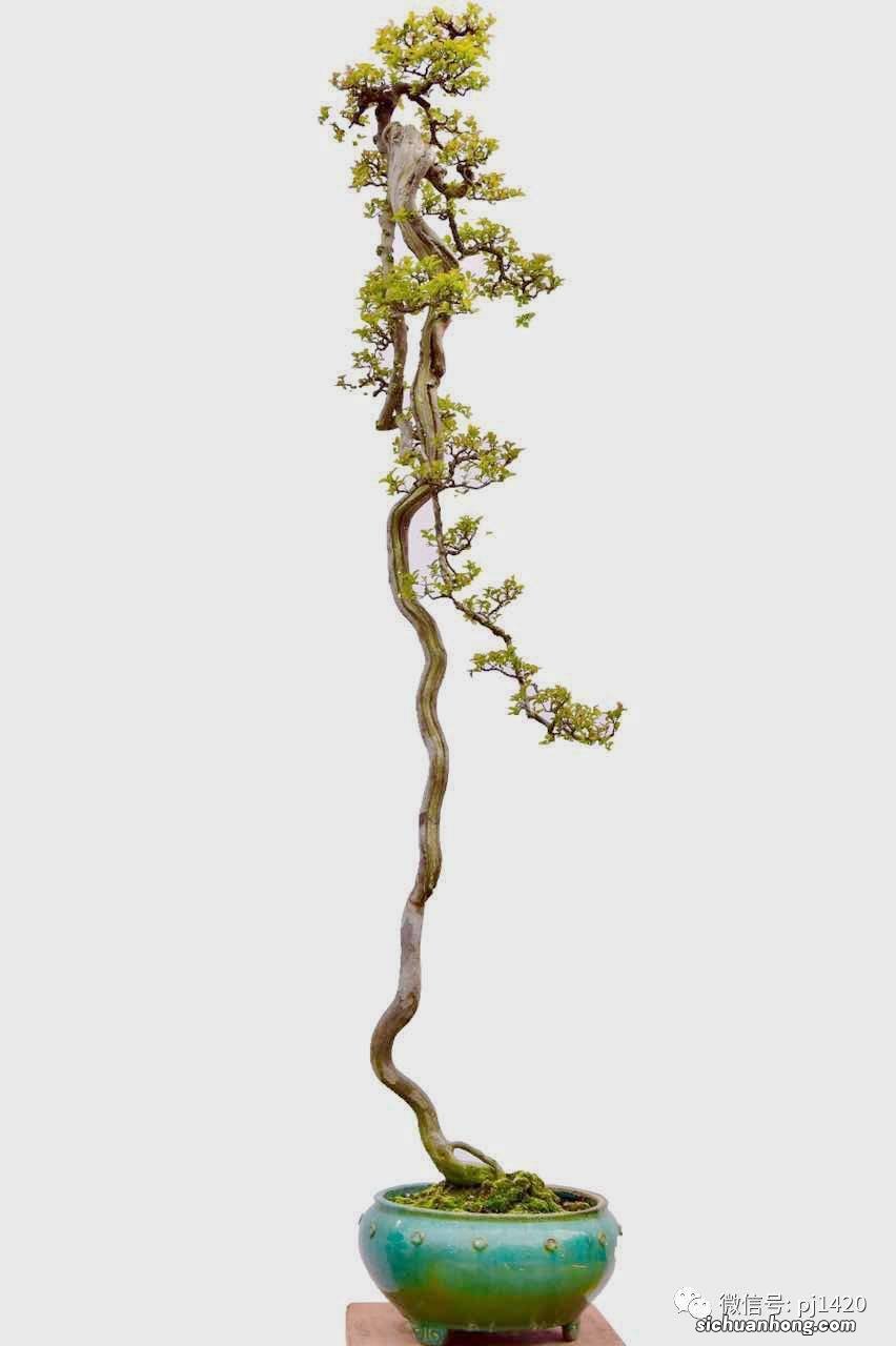 制作文人式盆景,按照这5步走,盆景造型精美