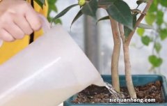 怎么养都不容易死的9种花，你确定不养？