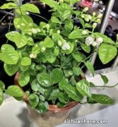 这些自带香味的植物，养在家里最适合不过了。