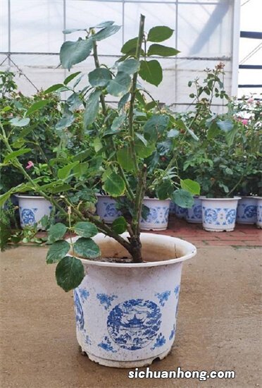 如何让月季花长得又矮又壮？