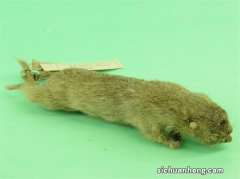 每天养殖成本几毛钱，市场20元1斤，尾巴却比肉值钱，1根卖130元