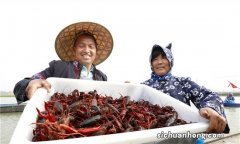 明年准备卖库虾，为什么说这是大部分小龙虾养殖户的无奈选择？