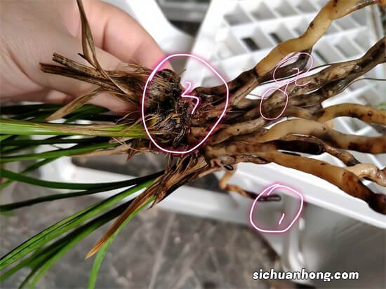 兰花烂根有4个信号，注意接收，发现得越早，损失越小