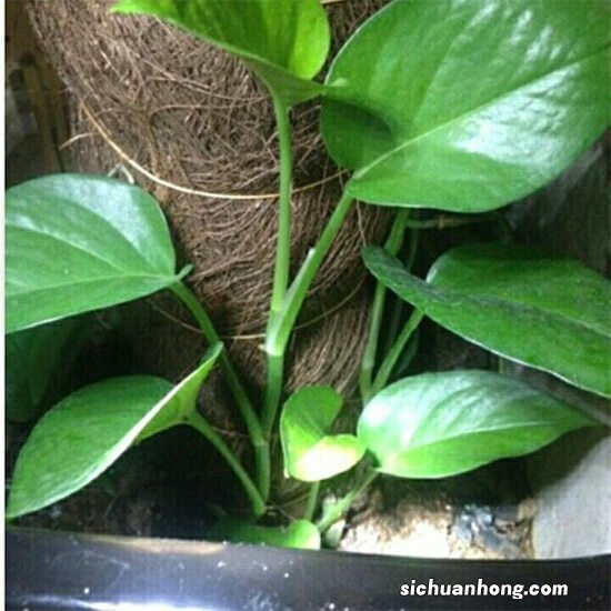 这样扦插绿萝99%都是发黄的,因为你没有重视这个问题