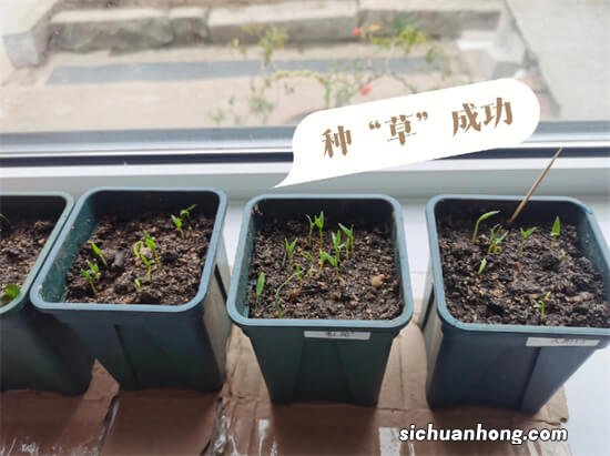 辣椒育苗时的常见问题:辣椒多久出苗?怎么育辣椒苗又粗又壮?