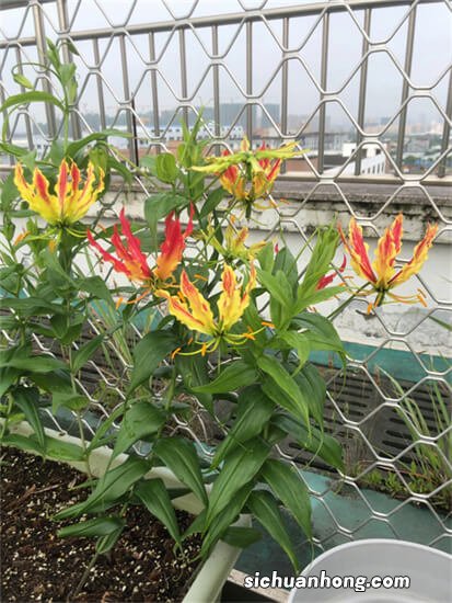 【种球现货返团】好养活、易复花, 百合必须拥有姓名!