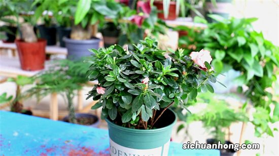 黄杨盆景出现黄叶、无新芽，要怎么处理？【收藏】