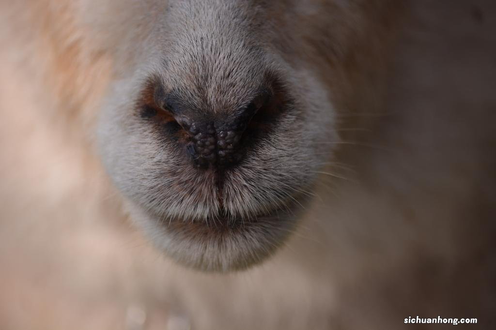 ?萌宠:五爪金龙现身云南 危害多大?