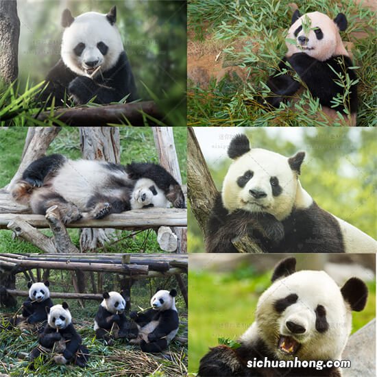 大熊猫萌兰边享受水雾边干饭 萌兰有多惬意？