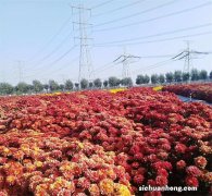 成都花海在什么地方 成都花海美吗