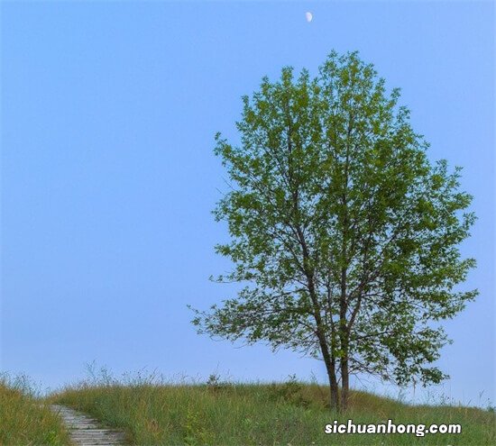 看看这几款车120码时发动机转速