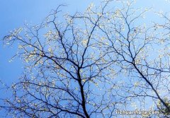 小白秒变“大厨”，米家烹饪机器人vs苏泊尔小C，值得入手吗？