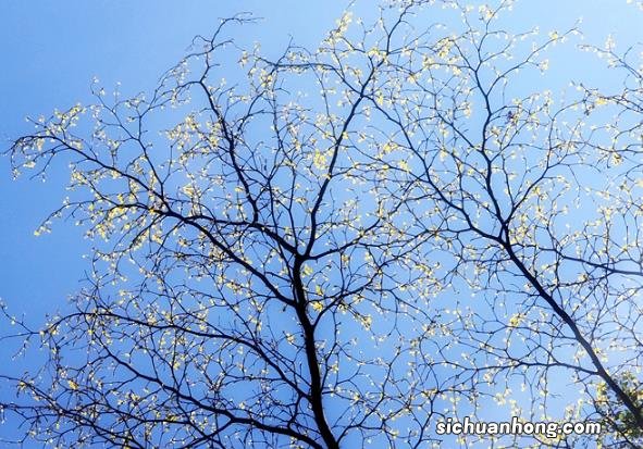 小白秒变“大厨”，米家烹饪机器人vs苏泊尔小C，值得入手吗？