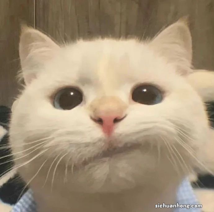 有哪些好用的手机p图APP软件?推荐一下?