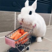 压力位在明天，等待一个信号