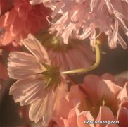 无需科学上网 集成OpenAI技术的“新必应”，预约步骤