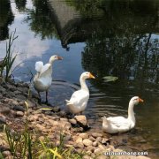 抓包软件Charles代理访问导致浏览器“您的连接不是私密连接”