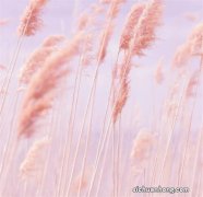 手机桌面的微信图标消失不见如何恢复？