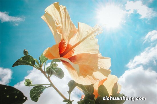 小型压路机适用多,这些操作小细节你知道吗?