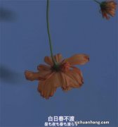 不要小看驾驶证副页，没带它上路，刚买的车也会被拖走