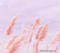 强化地板十大品牌：圣象地板仅第三，第一全球闻名