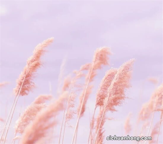 强化地板十大品牌：圣象地板仅第三，第一全球闻名