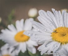 手动挡起步，“松离合”和“踩油门”能不能同时进行？