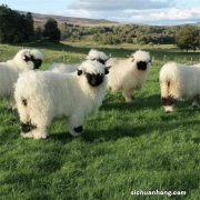 烘衣机品牌排行榜：小天鹅上榜，第一是世界500强企业