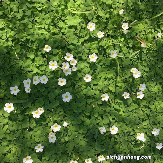 硅藻泥十大品牌排行榜，净卫士上榜，第一获多项国家发明专利