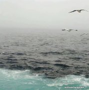 微信表情怎么炸屎 微信怎么炸屎