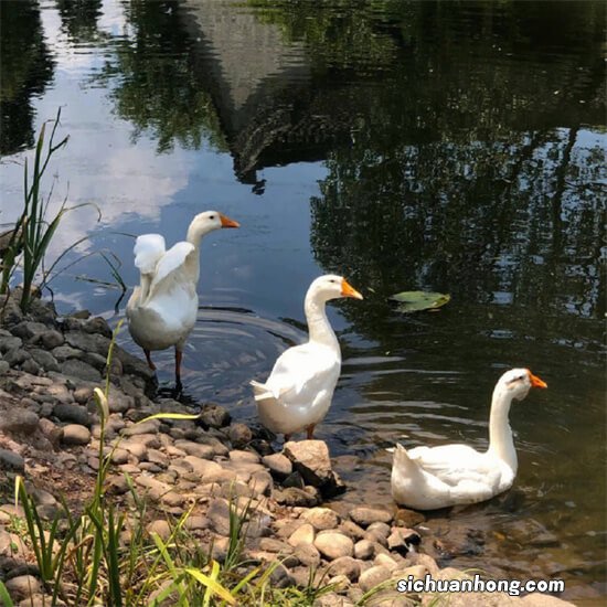 国内消防品牌排行榜：中消仅第二上榜，第一满足不同行业需求