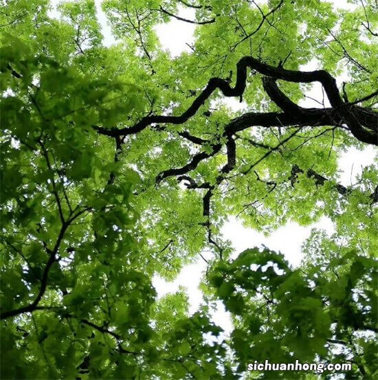 网络信用卡今天你刷了吗？