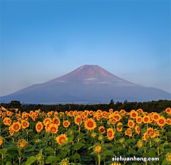 投资大牛：十强网贷平台，杀出一只黑马