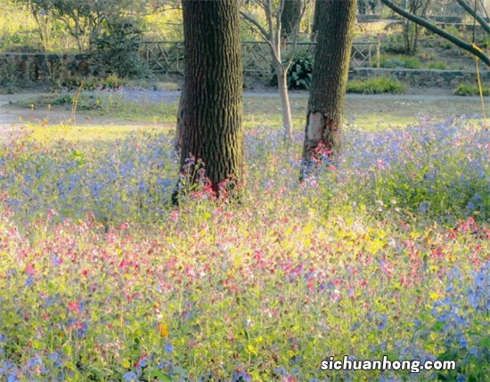 中铝国际工程股份有限公司首次公开发行股票网下初步配售结果及网上中签结果公告