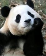 卢氏首届“爆米花节”即将开幕，豫西大峡谷，10万张免票开抢！