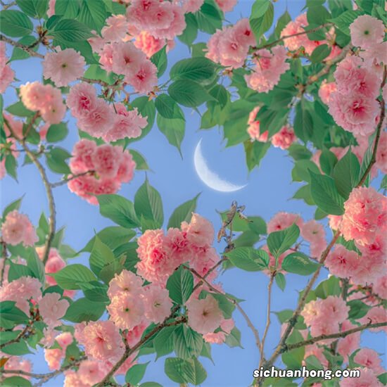 开了好多年车都不知道，自动挡l车上的L挡和S挡到底是什么意思！