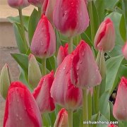 公告解读：开能环保3162万流通股解除限售