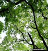 有基础疾病患者二阳不能轻敌 老年人“二阳”后该怎么办？