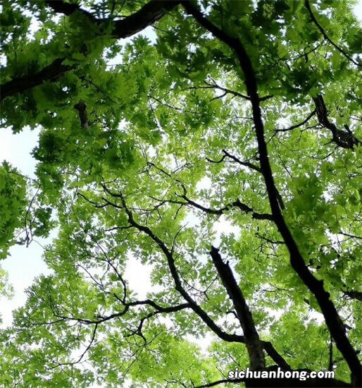 有基础疾病患者二阳不能轻敌 老年人“二阳”后该怎么办？