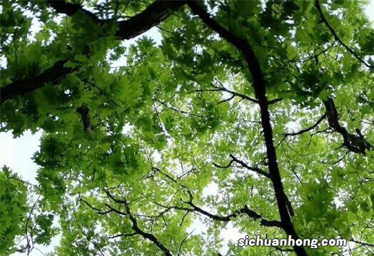 中国十大知名品牌内衣：古今未进前三，第一专为中国女性打造