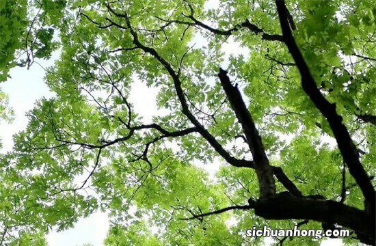 TSI和DSG被一些人诟病，大众坚称黄金动力组合，是消费者不懂车吗？