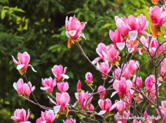 宁愿每月交1000的租金也不买房？澧县房价当真“凶猛”如此？