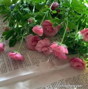 中国儿童服装品牌排行榜：安踏儿童上榜，巴拉巴拉排名第一